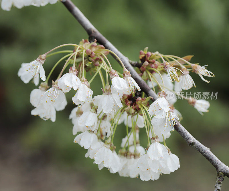 野樱桃(Prunus avium)花